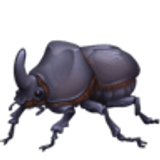 Coleottero - Facebook