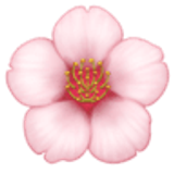 Fiore di ciliegio - Facebook