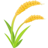 Pianta di riso - Facebook