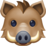 Cinghiale - Facebook