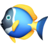 Pesce tropicale - Facebook