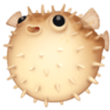 Pesce palla - Facebook