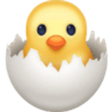 Pulcino che nasce - Facebook