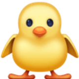 Pulcino visto di fronte - Facebook