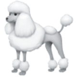 Barboncino - Facebook