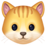 Muso di gatto - Facebook