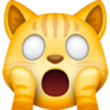 Gatto esterrefatto - Facebook