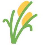 Pianta di riso - Twitter / X