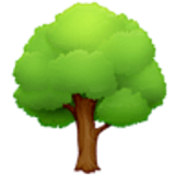 Albero deciduo - Facebook