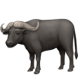 Bufalo d’acqua - Facebook