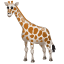 Giraffa Emoji U+1F992 Giraffa Emoji U+1F992