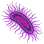 Microbo Whatsapp U+1F9A0 Microbo Whatsapp U+1F9A0