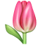 Tulipano U+1F337 Tulipano U+1F337